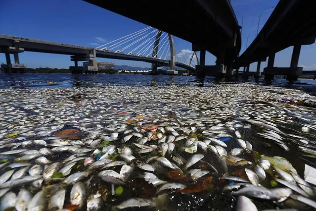 Dead fish are pictured on the banks of the Guanabara Bay in Rio de Janeiro February 24, 2015.  International Olympic Committee members meeting in Rio de Janeiro this week will understand if its waters are not completely clean for the sailing events in 2016, the state's governor said on Monday. (Photo by Ricardo Moraes/Reuters)