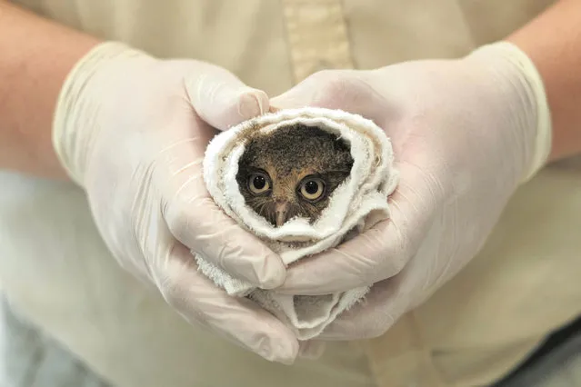 A 76-gram (2.68-ounce) baby mountain scops owl is wrapped in a cloth while a member of the staff checks on its health, at a theme park and safari in Hsinchu county on June 29, 2022. According Taiwan’s Council of Agriculture, the mountain scops owl is a second-grade protected rare bird. (Photo by Sam Yeh/AFP Photo)
