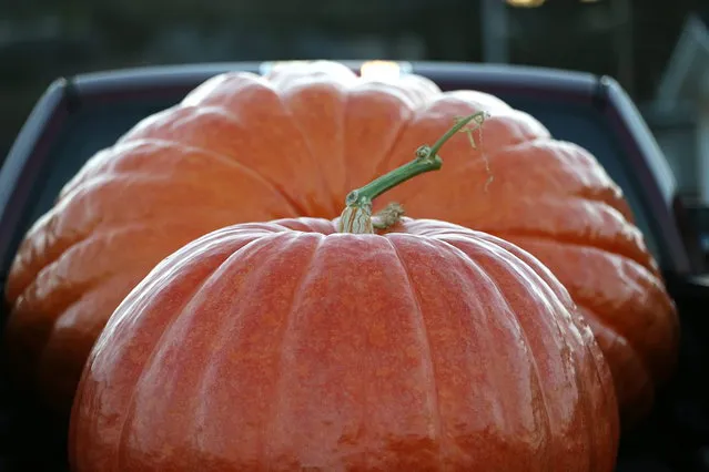 Giant pumpkins sit in the bed of a truck before the 40th Annual Safeway World Championship Pumpkin Weigh-Off on October 14, 2013 in Half Moon Bay, California. Gary Miller of Napa, California won the 40th Annual Safeway World Championship Pumpkin Weigh-Offgigantic pumpkin with a gigantic pumpkin that weighed in at 1,985 pounds. Miller took home a cash prize of $11,910, or $6.00 a pound. (Photo by Justin Sullivan/AFP Photo)