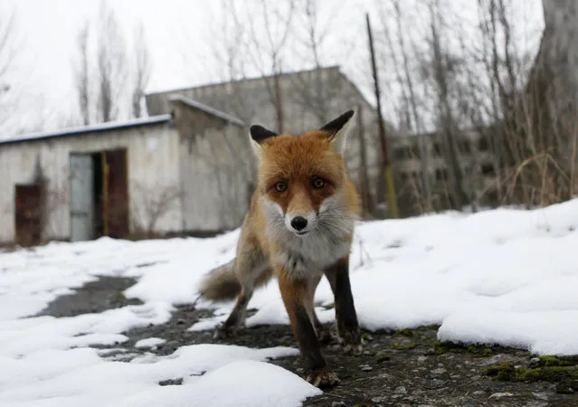 A fox roams in the deserted town of Pripyat, some 3 kilometers (1.86 miles) from the Chernobyl nuclear plant in Ukraine, Thursday, December 22, 2016. (Photo by Sergei Chuzavkov/AP Photo)