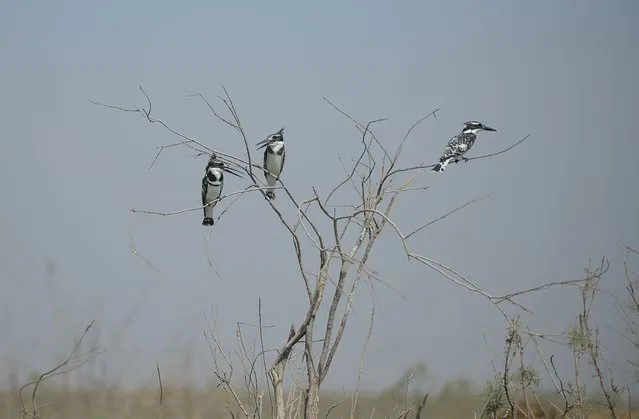Pied Kingfisher birds rest on branches from trees extending from the marshes in Chibayish, Iraq, Saturday, May, 1, 2021. (Photo by Anmar Khalil/AP Photo)