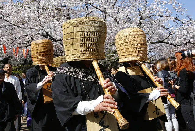 Japanese Zen practitioners, “Komuso”, in traditional religious outfit parade, playing the bamboo flute, or shakuhachi, as cherry blossoms are in full bloom at Ueno park in Tokyo, Thursday, April 2, 2015. (Photo by Shizuo Kambayashi/AP Photo)