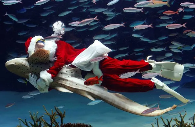 A Sunshine International Aquarium staff member dressed in a Santa Claus costume embraces a Zebra shark as he swims with fish inside the aquarium in Tokyo, Wednesday, December 11, 2013. (Photo by Shizuo Kambayashi/AP Photo)
