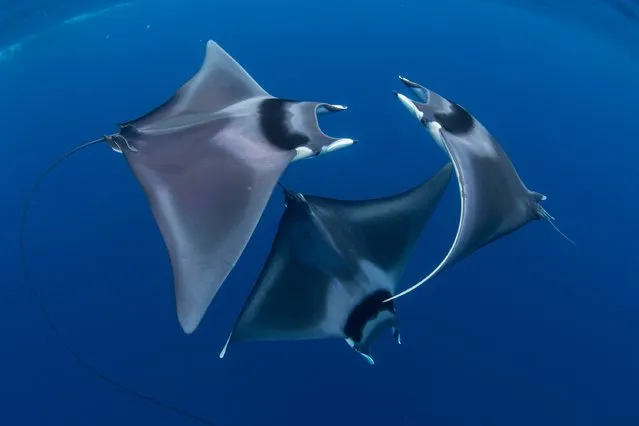 The 7th annual competition, one of the most prestigious nature photo contests organized by the Underwater Photography Guide, attracted a high caliber of photos from waters around the world and showcases the best underwater photographs of the year. Here: Best in Show and 1st Place, Marine Life Behavior. Courting spinetail devil rays (Mobula japanica), Honda Bay, Palawan, the Philippines, Sulu Sea. (Photo by Duncan Murrell /The Ocean Art 2018 Underwater Photography Competition)