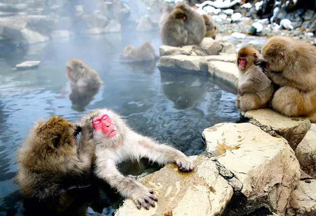 Japanese Macaque monkeys groom each other and relax in a hot spring at the Jigokudani, or Hell's Valley Monkey Park on January 8, 2014 in Yamanouchi, Nagano, Japan.  (Photo by The Asahi Shimbun via Getty Images)