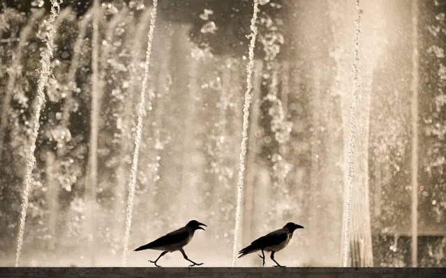 Two crows walk by a city fountain at sunset after a hot day in Bucharest, Romania, Monday, August 9, 2021. Southern Romania is affected by a heatwave which will continue in the coming days, with temperatures reaching 37 degrees Centigrade (98,6 Fahrenheit). (Photo by Vadim Ghirda/AP Photo)