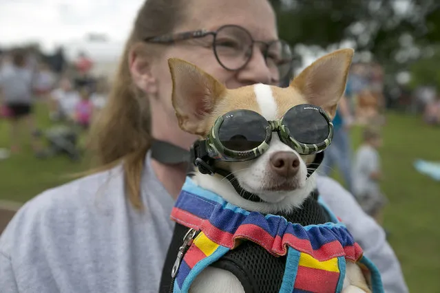 Jana Perez and her dog Stevie watch the action upclose. The 18th Annual Buda County Fair and Weiner Dog Races was held at city park in Buda Sunday April 26, 2015 sponsored by the Lions Club. (Photo by Ralph Barrera/Austin American-Statesman)