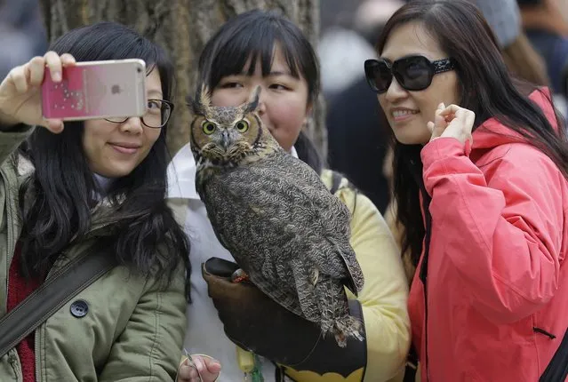 Passers-by take a selfie with owl “Wasabi” perching on the arm of Chihiro Kawamoto, an owl cafe employee, on a street at Harajuku shopping district in Tokyo, Sunday, March 6, 2016. (Photo by Shizuo Kambayashi/AP Photo)