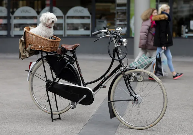 A dog sits in a basket on a bike as it waits for its owner in front of a shop in Nice, France, February 2, 2017. (Photo by Eric Gaillard/Reuters)