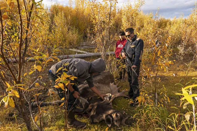 Bernard Ishnook, from left, Steven Guinness Jr., 14, and Ben Stevens discuss how to pack out a two-year-old moose killed by the Stevens' family hunting party on Tuesday, September 14, 2021, near Stevens Village, Alaska. For the first time in memory, both king and chum salmon have dwindled to almost nothing and the state has banned salmon fishing on the Yukon. The remote communities that dot the river and live off its bounty are desperate and doubling down on moose and caribou hunts in the waning days of fall. (Photo by Nathan Howard/AP Photo)