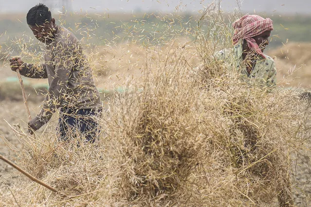 A woman and a man thresh harvested mustard on the outskirts of Guwahati, India, Wednesday, January 31, 2024. (Photo by Anupam Nath/AP Photo)