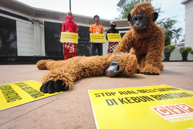 Indonesian activists from Center for Orangutan Protection (COP) dressed as apes and protest outside a city hall on March 16, 2016 in Semarang, Indonesia. The activists protested to the government authority to take care of illegal endangered animal trade in Semarang's zoo. (Photo by W.F. Sihardian/Barcroft Media)