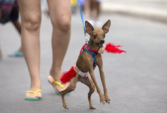 Nick, a dog dressed in carnival regalia, is seen during the “Blocao” dog carnival in Rio de Janeiro, Brazil, Sunday, February 16, 2014. About 100 dogs have had their day at a pre-Carnival bash in Rio de Janeiro. A 10-man brass band and a singer belting out Rio's anthem song “Cidade Maravilhosa” (Marvelous City) kicked off the four-footed fest as dog owners gathered to party down with pooches on Copacabana beach Sunay. (Photo by Silvia Izquierdo/AP Photo)