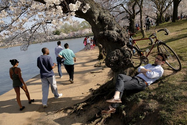 Andrew Heining shuts his eyes for a bit during a break from his afternoon commute home as visitors walk along the Tidal Basin to look at the cherry blossoms in Washington March 24, 2016. (Photo by Jonathan Ernst/Reuters)