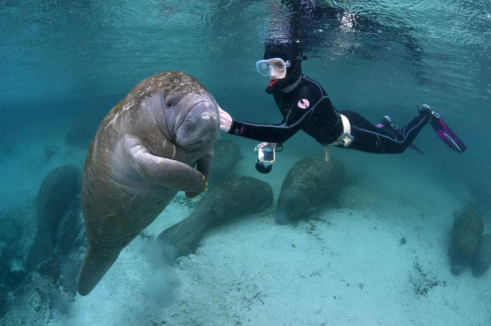 Florida's Friendly Manatees Photographed by Alexander Mustard