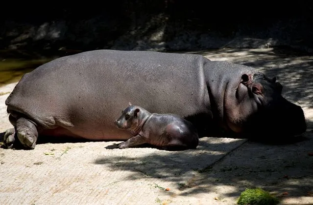 A newborn baby hippopotamus rests next to its mother at the Chapultepec Zoo in Mexico City, Wednesday, March 5, 2014. The baby hippo born Feb. 24, is the first one born at the Zoo in the last 16 years. Mexico City authorities have started a contest to name it, inviting all to participate through the Mexico City online sites to choose a name. The baby hippo's s*x has yet not been determined because zoo keepers must keep their distance from the protective mother. (Photo by Eduardo Verdugo/AP Photo)