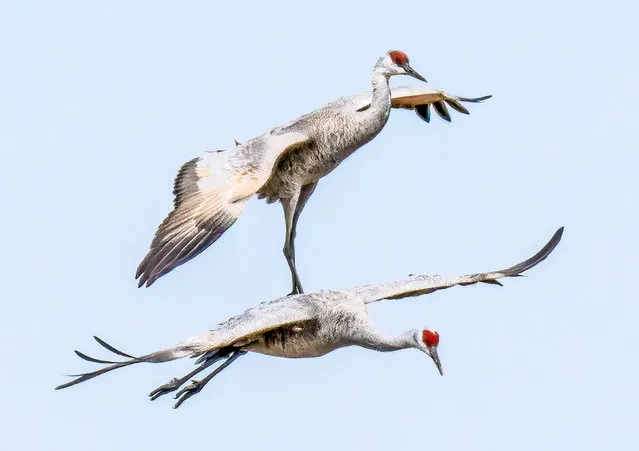 A sandhill crane appears to surf on another as they swoop through the sky in the Platte River Valley in Nebraska, US in the last decade of March 2024. (Photo by Peter Batty/Solent News & Photo Agency)