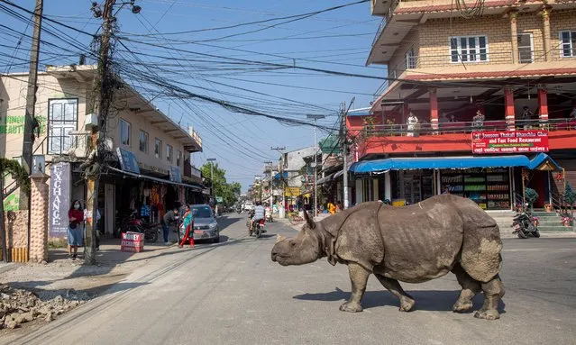 A one horned rhino walks freely at the street of the Sauraha, one of the tourist destinations near Chitwan National Park, Chitwan, Nepal, 30 October 2021. One horned rhinos have been spotted in human settlement areas in last couple of years, said Ramji Khatiwada, a local of Sauraha. Most rhino comes to the area about 3 to 4 pm to feed on grass and vegetables of local farmers and return towards national park in an early morning, said, Khatiwada. However, a local newspaper reported that rhino have been ventured outside the national park because the national park is losing the favorite grassland and wetland of rhinos due to the climate change. According to the National rhino counting 2021 result, Nepal's rhino population has reached 752. (Photo by Narendra Shrestha/EPA/EFE)