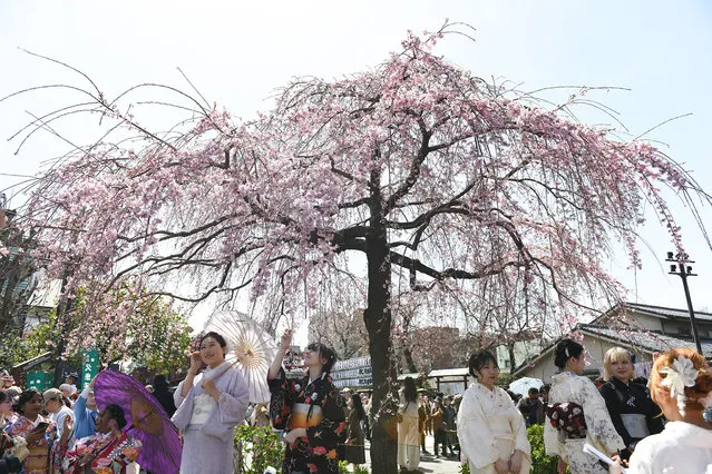 People stand under cherry trees in bloom in Asakusa in Tokyo,  Japan on Saturday, March 30, 2024. (Photo by Noriko Hayashi for The Washington Post)