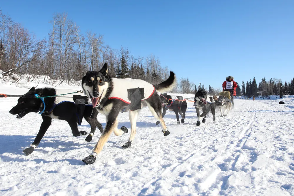 Iditarod Dog Race 2017