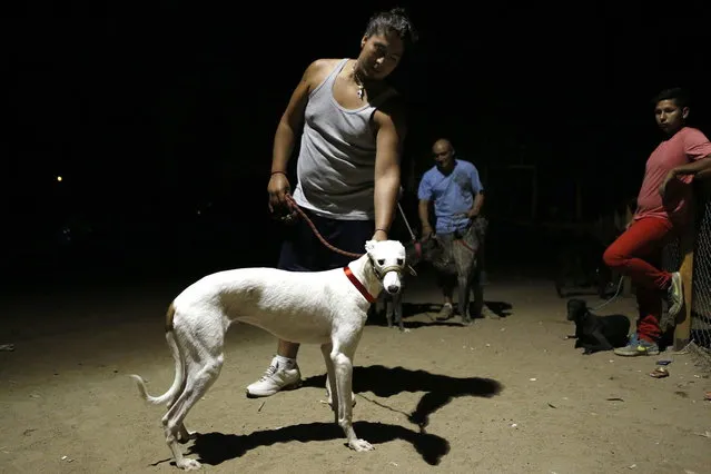 A greyhound owner poses for a picture during a race at Santiago city, February 16, 2014. (Photo by Ivan Alvarado/Reuters)