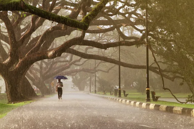 “Walking in The Rain”. This shot was taken at Taiping Lake Garden, Perak, Malaysia. Taiping is well-known as “Raining Town” as it receives the largest rain in Peninsular Malaysia. The walking old man inside the photo is my dad. We both born in Taiping. We are so proud to be part of Taiping citizen and will always love Taiping for the rest of our life. From Taiping with love... Photo location: Taiping, Perak, Malaysia. (Photo and caption by Rozek Ruzaini/National Geographic Photo Contest)