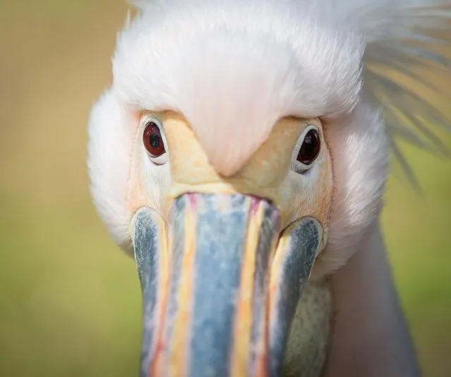 A pelican looks into the camera at the zoo in Frankfurt, central Germany, Thursday, April 28, 2016. (Photo by Frank Rumpenhorst/DPA via AP Photo)