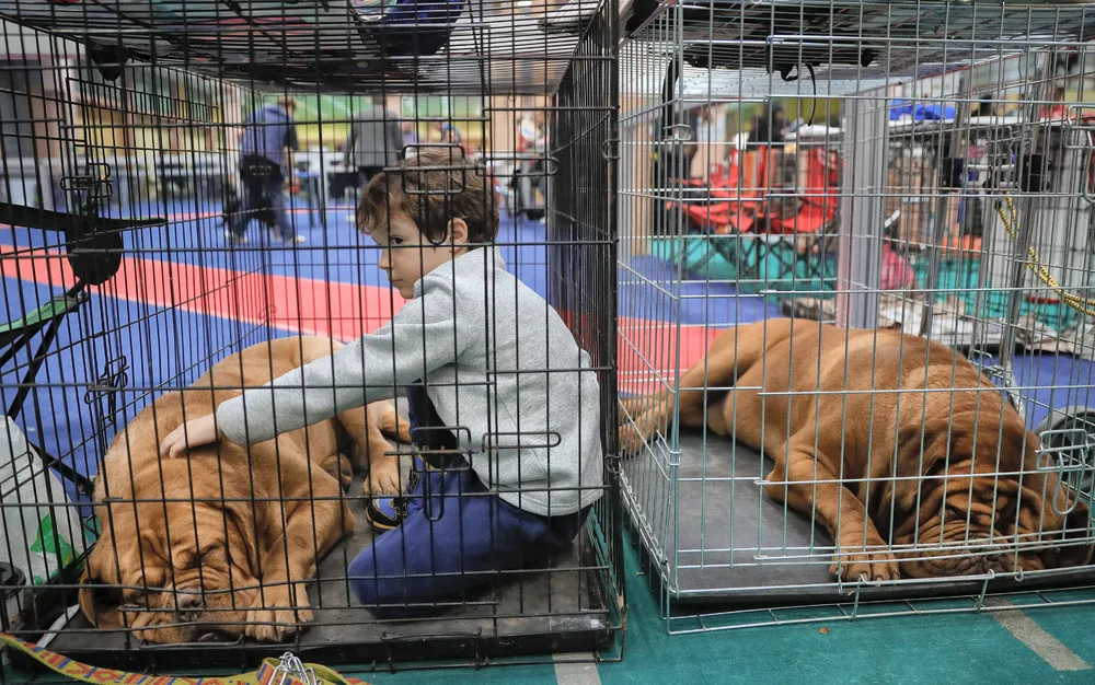 Pet Show in the Romanian Capital