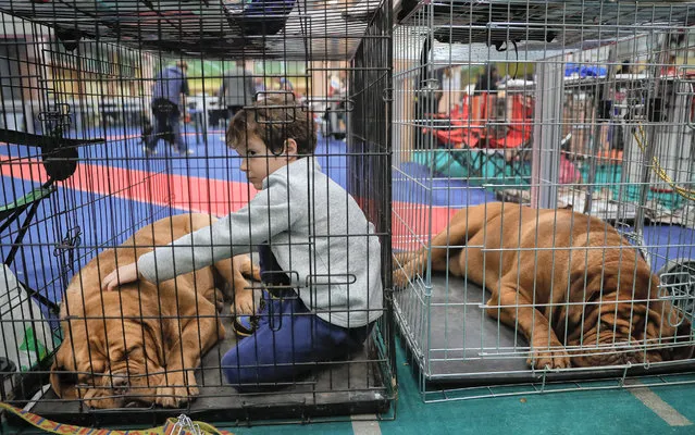In this Sunday, March 12, 2017, picture a boy sits inside a cage while petting a dog, in Bucharest, Romania. (Photo by Vadim Ghirda/AP Photo)