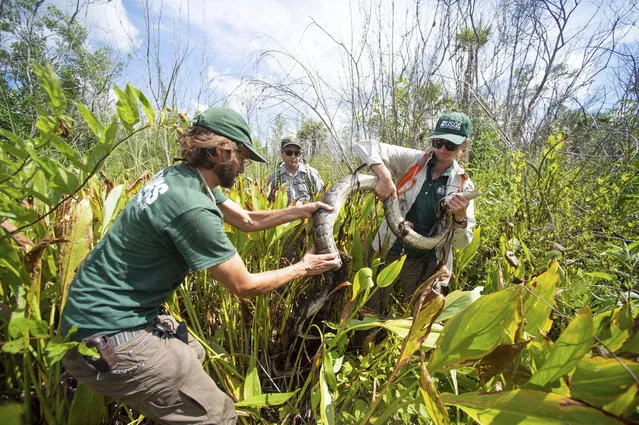 Scientists wrangle a Burmese python, which they named Charlie 5, at Big Cypress national preserve in Florida. (Photo by Leah Voss/AP Photo)