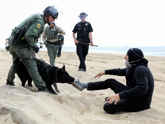 An anti-Trump protester gets taken down by a police dog after a fight with supporters of US President Donald J. Trump in Huntington Beach, California, USA, 25 March 2017. Over a thousand Trump supporters were participating in a Make America Great Again march and ended up scuffling with anti-Trump protesters that formed a human wall blocking the pathway. (Photo by Eugene Garcia/EPA)