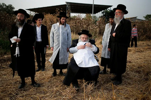 Ultra-Orthodox Jewish rabbi Aharon Rata sits in a wheat field as his hasidic folowers harvest wheat in the Ultra-orthodox moshav of Komemiyut  May 3, 2016. (Photo by Amir Cohen/Reuters)