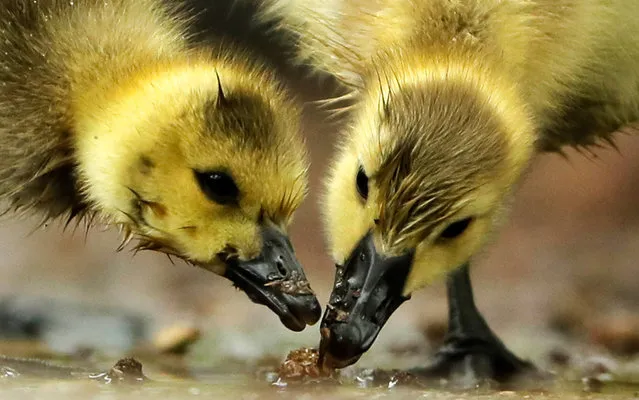 Goslings feed near the Schuylkill River on Tuesday, May 3, 2016, in Philadelphia. (Photo by Matt Rourke/AP Photo)