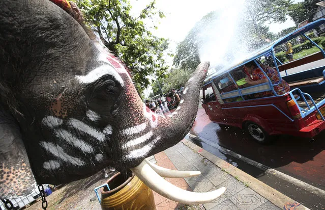 With assist from its mahouts, elephants blow water from its trunk to tourists on motor-tricycle or Tuk Tuk at Songkran or ancient Thai New Year celebration in Ayutthaya province, central Thailand Tuesday, April 11, 2017. (Photo by Sakchai Lalit/AP Photo)