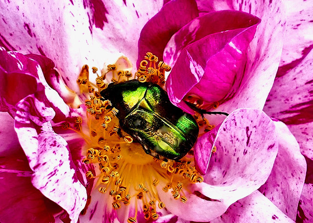 A rose chafer in Oxfordshire, UK on July 8, 2024. The beetles are often seen on flowers in the garden and are sometimes maligned for munching their way through these plants. However, they are an important detritivore as they feed on dead and decaying matter and recycle its nutrients, which makes a helpful addition to any compost. (Photo by Geoffrey Swaine/Rex Features/Shutterstock)