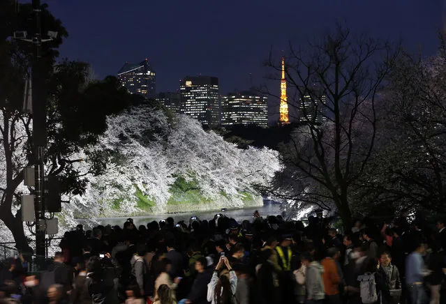 Visitors take pictures of illuminated cherry blossoms in full bloom with illuminated Tokyo Tower at the Chidorigafuchi Moat in Tokyo, Japan, April 6, 2016. (Photo by Yuya Shino/Reuters)