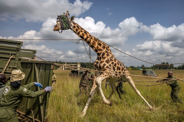 Members of the Kenya Wildlife Service (KWS) pull ropes as they try to control the movement of a giraffe that has been tranquillized and blindfolded during a translocation exercise for wild giraffes in a farm near Eldoret, on June 24, 2024. In western Kenya, wild giraffes are being relocated to the Ruko Conservancy to keep fostering peace between the historically clashing Pokot and Ilchamus communities. Since the first giraffes' arrival to the reserve in 2011, poaching has ceased, and community relations have improved, creating jobs and regional stability. Before the giraffes arrival, an intercommunal welcoming ceremony with dancing and singing is held for them, an inconceivable scene in the mid-2000s. (Photo by Luis Tato/AFP Photo)