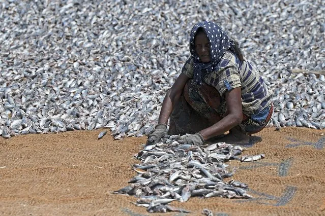 A worker dries fish at a fishery harbour in Negombo on March 24, 2022. (Photo by Ishara S. Kodikara/AFP Photo)