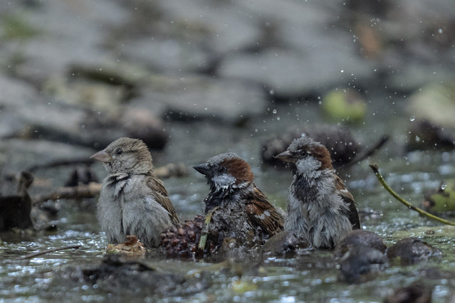 Sparrows take a bath in a puddle during a sunny and hot day at Segmenler Park in Ankara, Turkiye on July 20, 2024. (Photo by Osmancan Gurdogan/Anadolu via Getty Images)