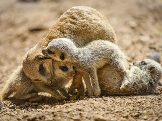 Three of the five baby meerkats play with their mother at the Chester Zoo, on May 23, 2014. (Photo by Steve Rawlins/PA Wire/Chester Zoo)