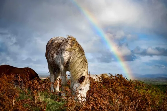 A wild pony feeds on grass in the Gower Peninsular as a rainbow appears in the sky on a wet day in South Wales on October 30, 2021. The hardy animals have evolved since Roman times to live wild on the rugged landscape of the Gower, and are a common sight on the hills. (Photo by Robert Melen/Rex Features/Shutterstock)