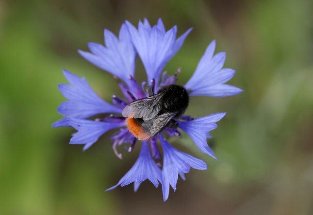 A bumblebee sucks nectar from wildflowers growing on a strip of land designated as a biodiversity haven of the Havelland Hof Ribbeck farm on June 20, 2024 near Ribbeck, Germany. The farm, which combines dairy production, grains and biofuel energy, is part of the F.R.A.N.Z. program, a nationwide government sponsored initiative that seeks to promote biodiversity in agriculture. Farmer Peter Kaim claims that through relatively simple techniques he has been able to foster sustainable ecosystems among his fields that support a wide variety of animal life, including mice, birds, butterflies and other insects. Biodiversity across Europe has been severely and negatively impacted by agriculture over the last few centuries. (Photo by Sean Gallup/Getty Images)