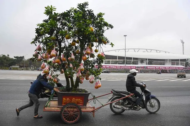 Residents transport a pomelo tree in Hanoi on January 26, 2022, ahead of Lunar New Year celebrations, known in Vietnam as Tet. (Photo by Nhac Nguyen/AFP Photo)