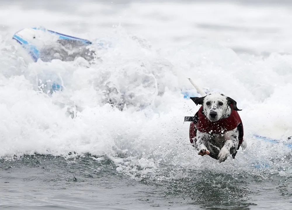 Surf Dog Contest in California