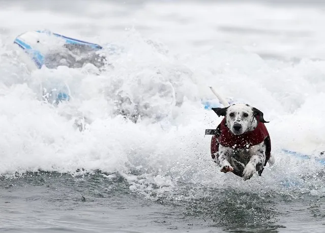A dalmatian jumps to safety during a competition in the 10th annual Petco Unleashed surfing dog contest at Imperial Beach, California August 1, 2015. (Photo by Mike Blake/Reuters)