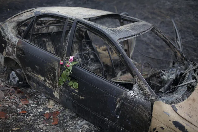 Roses were placed on the remains of a car in which a woman was killed after going off the road in the village of Nodeirinho, near Pedrogao Grande, central Portugal, Monday, June 19 2017. Raging forest fires in central Portugal killed tens of people, many of them trapped in their cars as flames swept over roads Saturday evening. (Photo by Armando Franca/AP Photo)