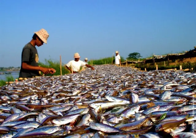 Migratory fish, like these small carp from Cambodia known as “trey riel” or money fish, make up an estimated 40 percent to 70 percent of the 2.5 million metric tons of fish harvested from the Mekong River basin each year