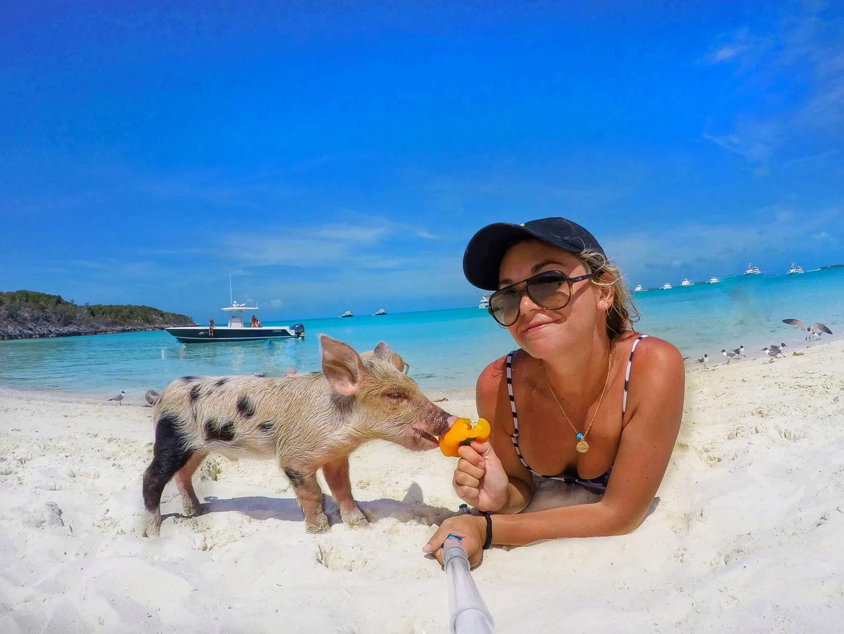 Женщины живущие на острове. Багамы девушки. Свинки на Багамах. Свиньи на Мальдивах. Свинья на пляже.