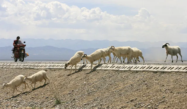 A motorcyclist stops as a herd of sheep cross a road in Gonghe County in west China's Qinghai province July 25, 2007. (Photo by Tim Chong/Reuters)