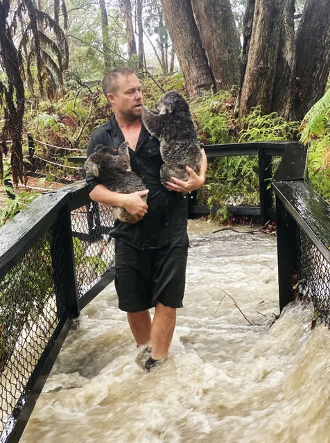 A handout photo taken and received on January 17, 2020 from the Australian Reptile Park shows a staff member carrying koalas during a flash flood at the Australian Reptile Park in Somersby, some 50 kilometres north of Sydney. (Photo by  Australian Reptile Park/Handout via AFP Photo)